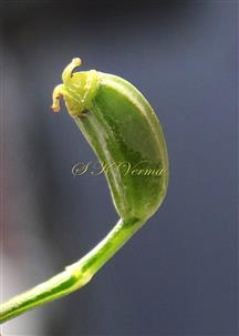  Fruit